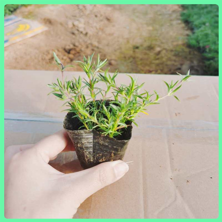 芝樱 常年供应耐寒花卉丛生福禄考幼苗 网红花海制造