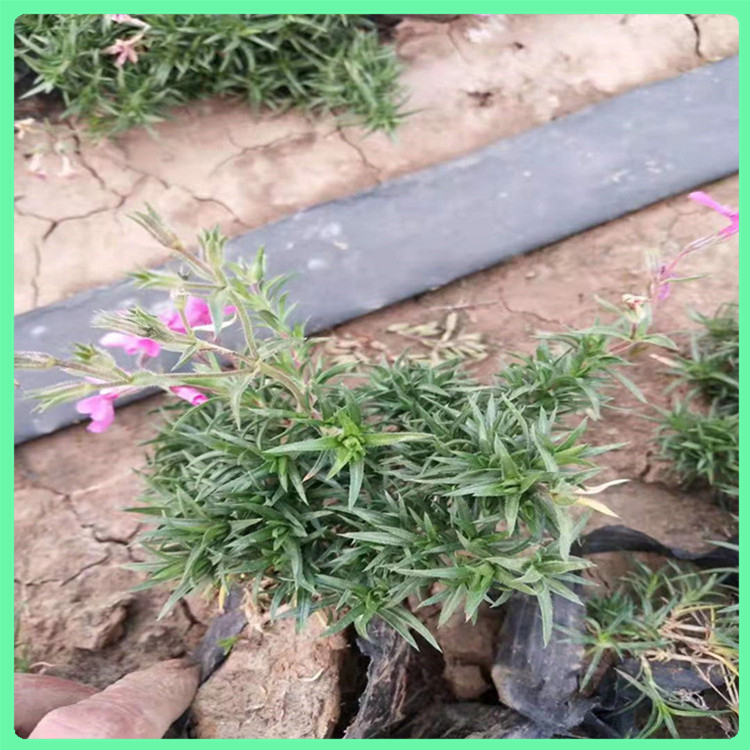  芝樱 现货供应冬季租摆草花丛生福禄考工程苗 山东草花基地