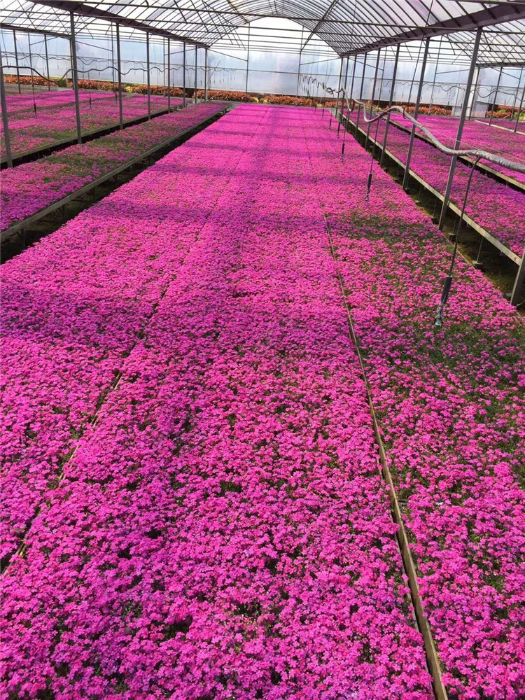 欢迎咨询承玉订购 芝樱花 山东欢迎咨询承玉订购 耐寒、耐瘠