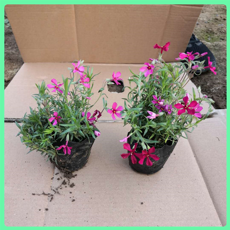 芝樱 常年种植四季观赏花卉丛生福禄考小苗 绿化苗木工程