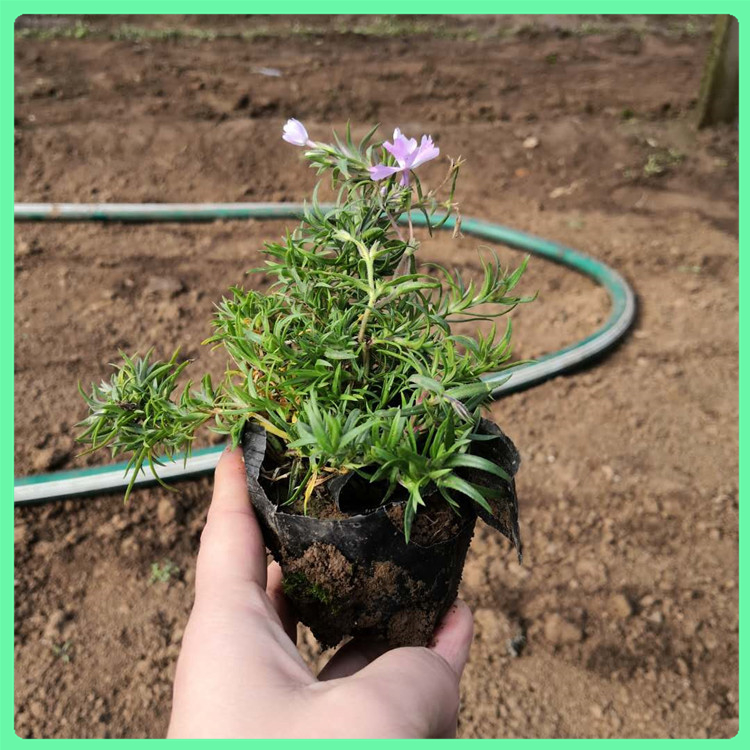芝樱 常年种植绿化工程用苗丛生福禄考花卉 网红花海制造