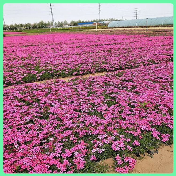 芝樱 厂家供应组摆花卉丛生福禄考的价格 网红花海制造