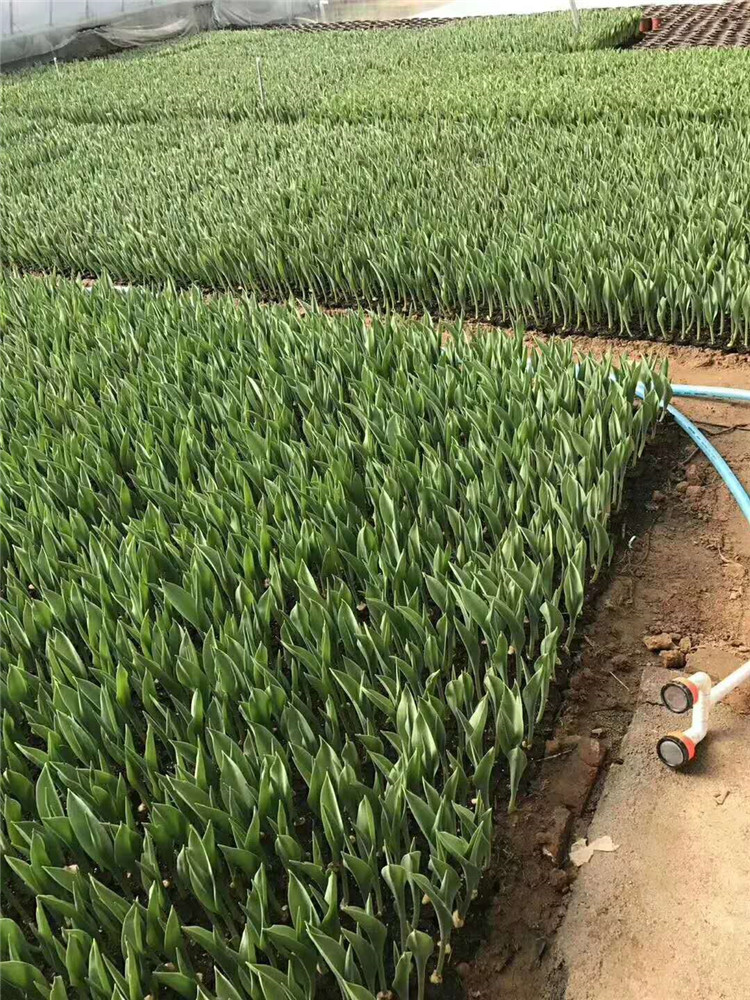 郁金香小苗 花期3-5月 郁金香价格 承玉花卉