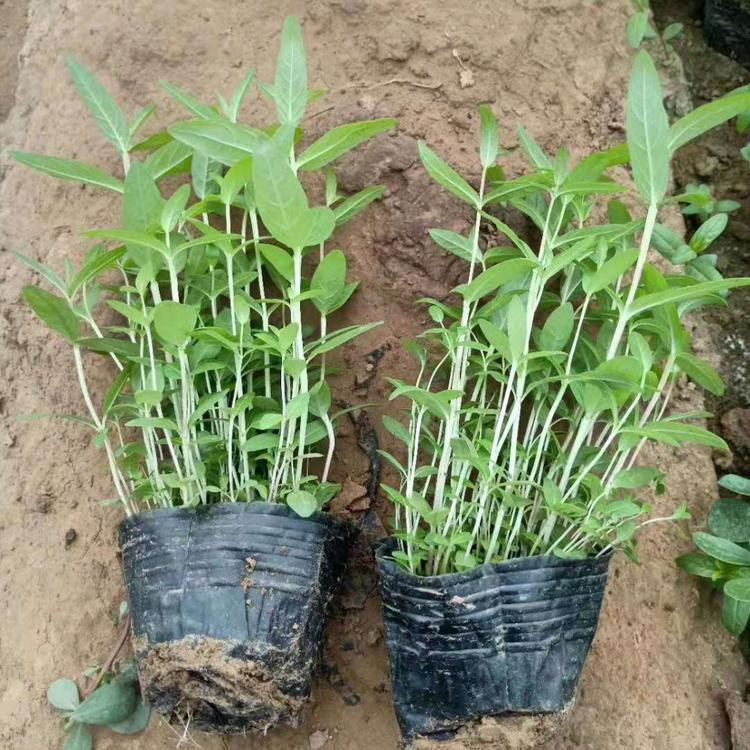 青州千屈菜直销商    千屈菜价格