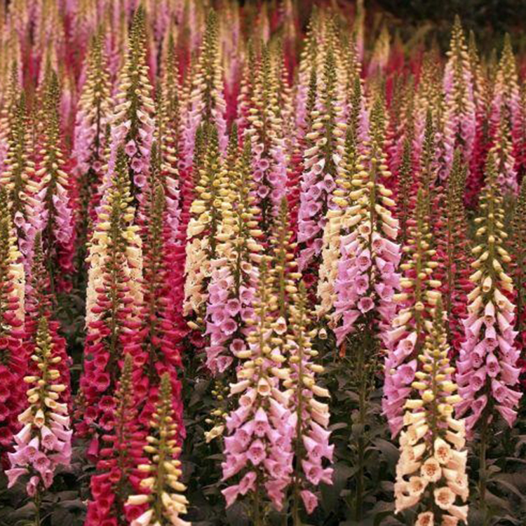 毛地黄培育 草花种植基地 订购报价