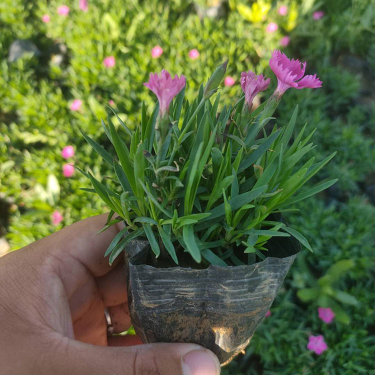 宿根开花植物 欧石竹盆栽苗 嘉耀 欧石竹批发