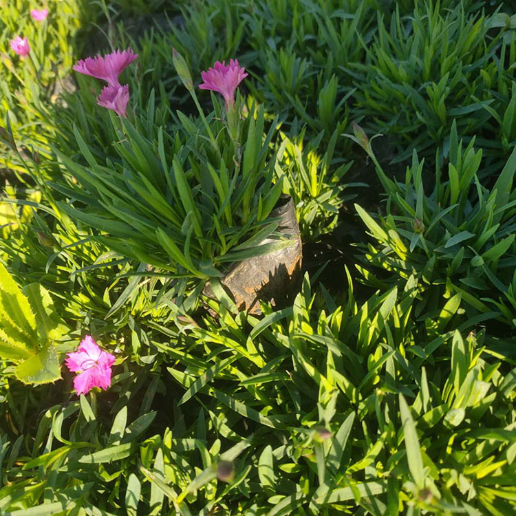 小杯欧石竹 粉色花欧石竹盆栽苗 嘉耀直供