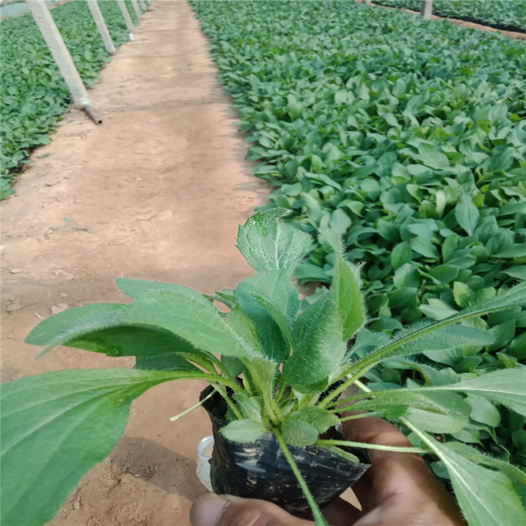金光菊 金光菊价格 江瑞金光菊直销