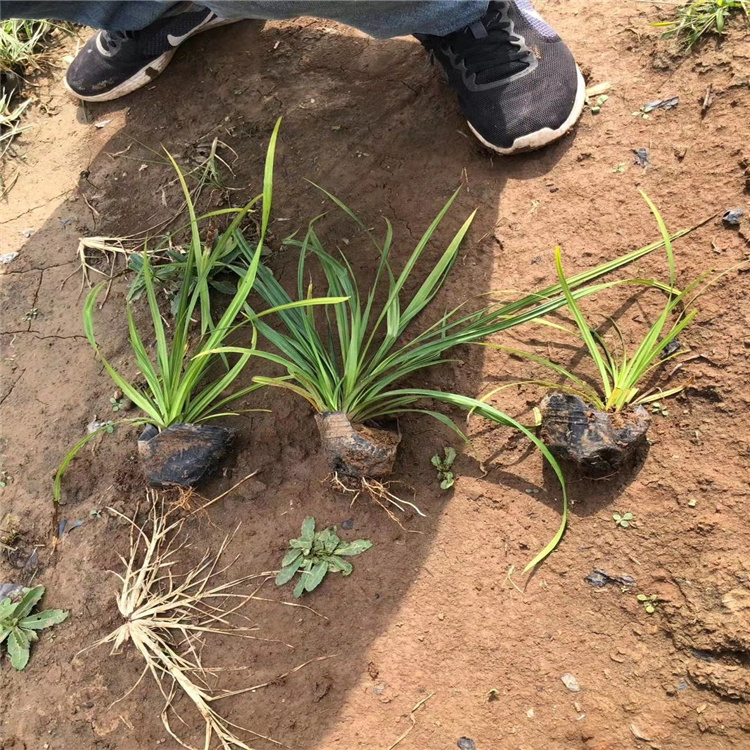山东崂峪苔草价格 江瑞崂峪苔草供应幼苗 崂峪苔草批发商