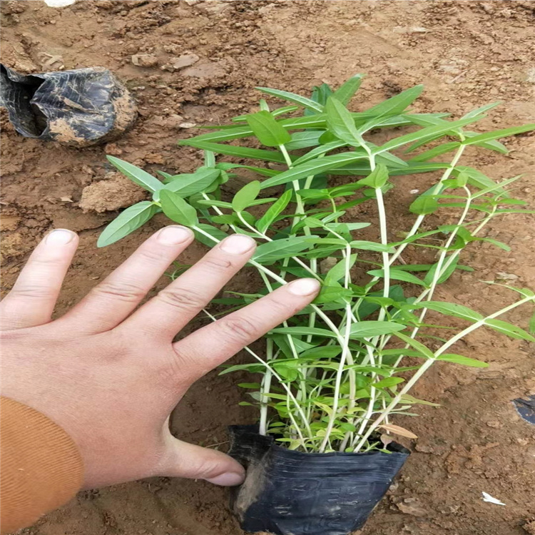 千屈菜 千屈菜采购基地 千屈菜价格