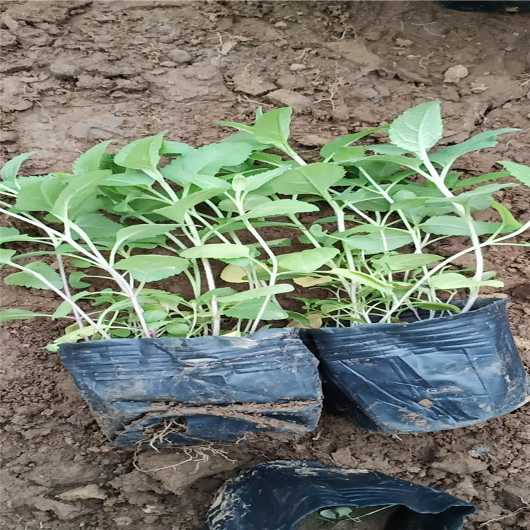 千屈菜 水生植物千屈菜批发基地