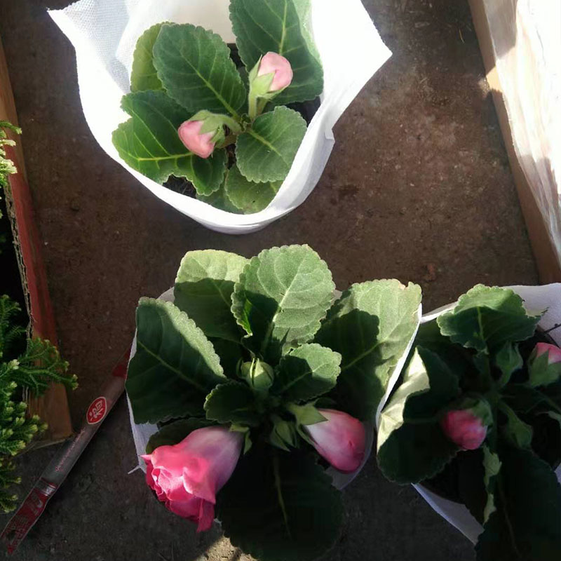 观花盆栽大岩桐 大岩桐栽培基地
