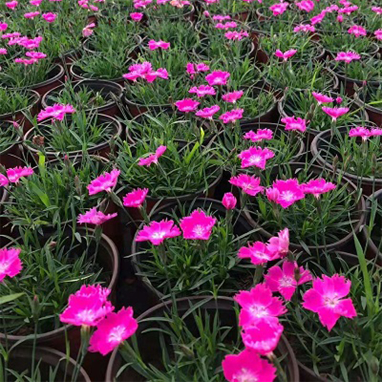 欧石竹 价格从优 青州欧石竹批发 基地长期供应花卉小苗