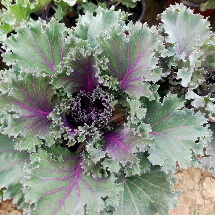 出售羽衣甘蓝 羽衣甘蓝小苗出售 苗圃供应 铭秀花卉