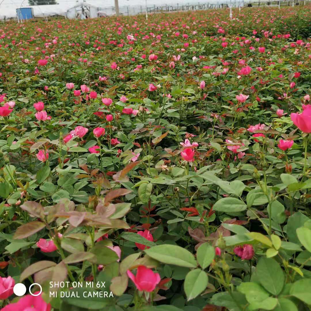 丰花月季报价  丰花月季种植基地