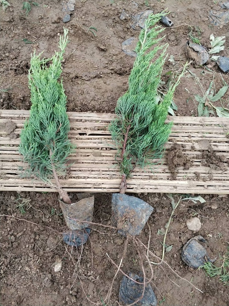 优质的日照小龙柏供应 山东小龙柏批发供应