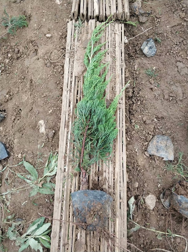 顺和 工地绿化小龙柏 青州小龙柏价格