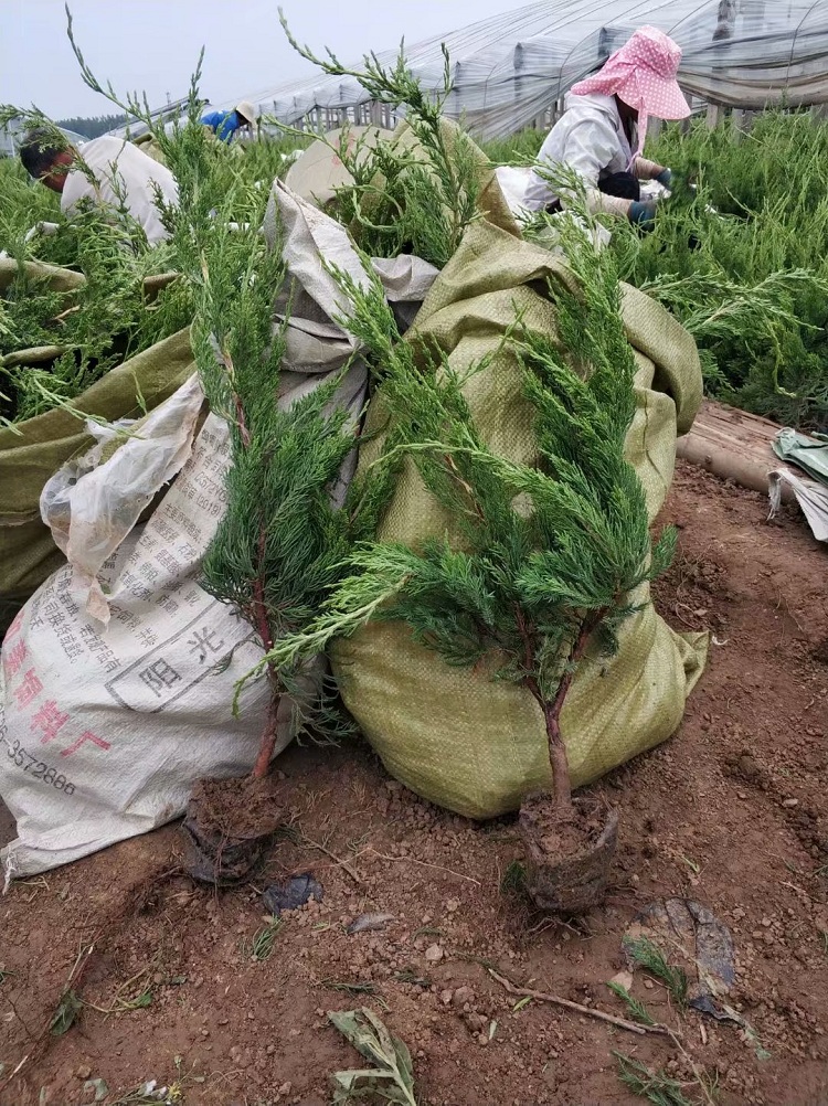 山东小龙柏基地批发_小龙柏价格 四季常青