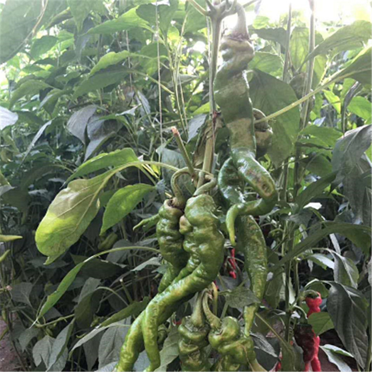 有机蔬菜种苗基地供应各类辣椒苗   螺丝椒种苗  线椒辣椒种苗 