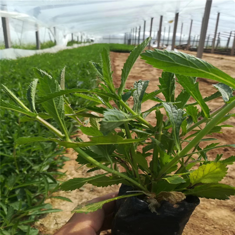马鞭草花海 山东马鞭草 马鞭草基地 江瑞园艺马鞭草