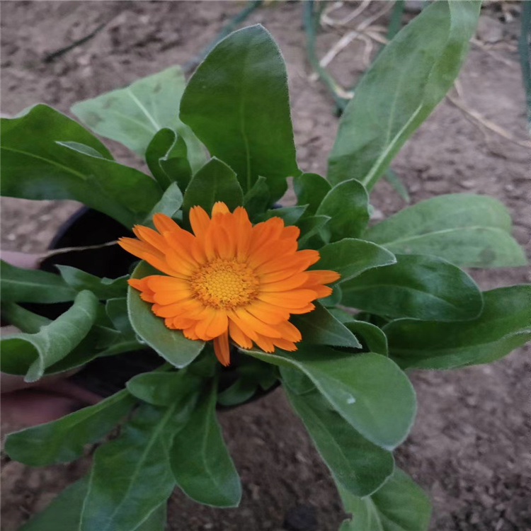 冬季耐寒花卉金盏菊基地 江瑞园艺金盏菊直供 山东潍坊金盏菊价格