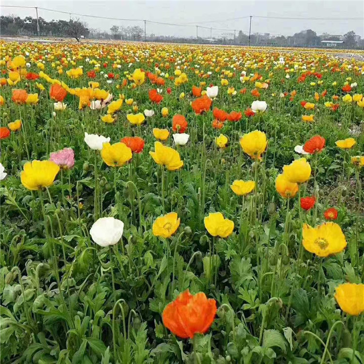 山东冰岛虞美人基地 耐寒花卉冰岛虞美人价格 冰岛虞美人种植厂家 江瑞园艺