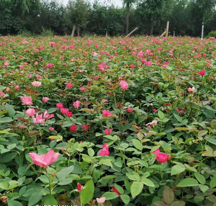 月季花价格