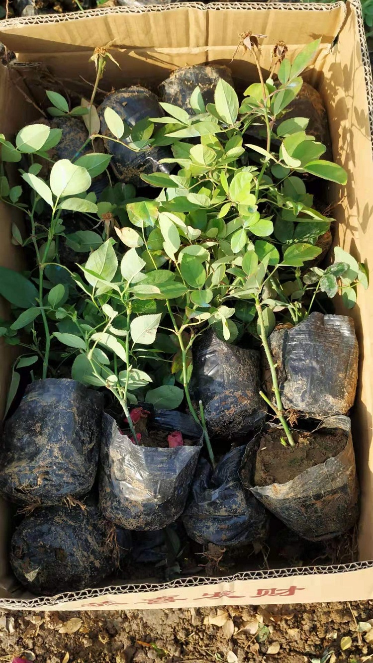 月季花价格 丰花月季工程苗 山东月季花树苗