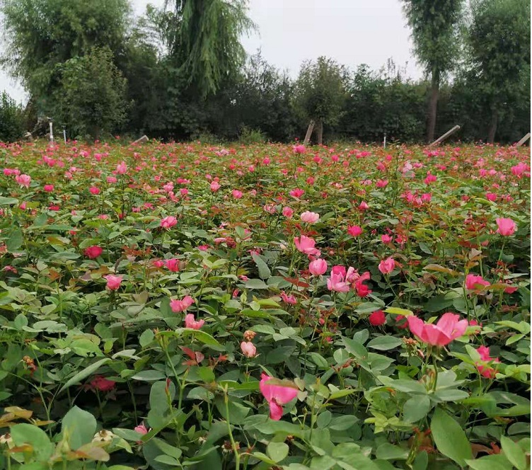 丰花月季 丰花月季工程苗 月季花价格