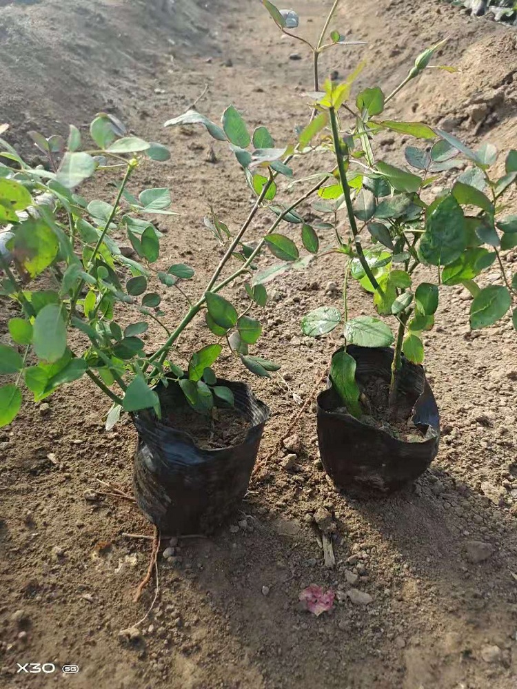月季花价格 丰花月季工程苗 