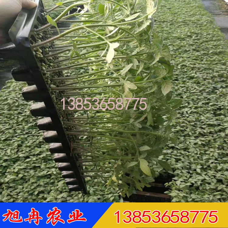 1801粉果西红柿种子抗死棵番茄西红柿种子 西红柿苗子