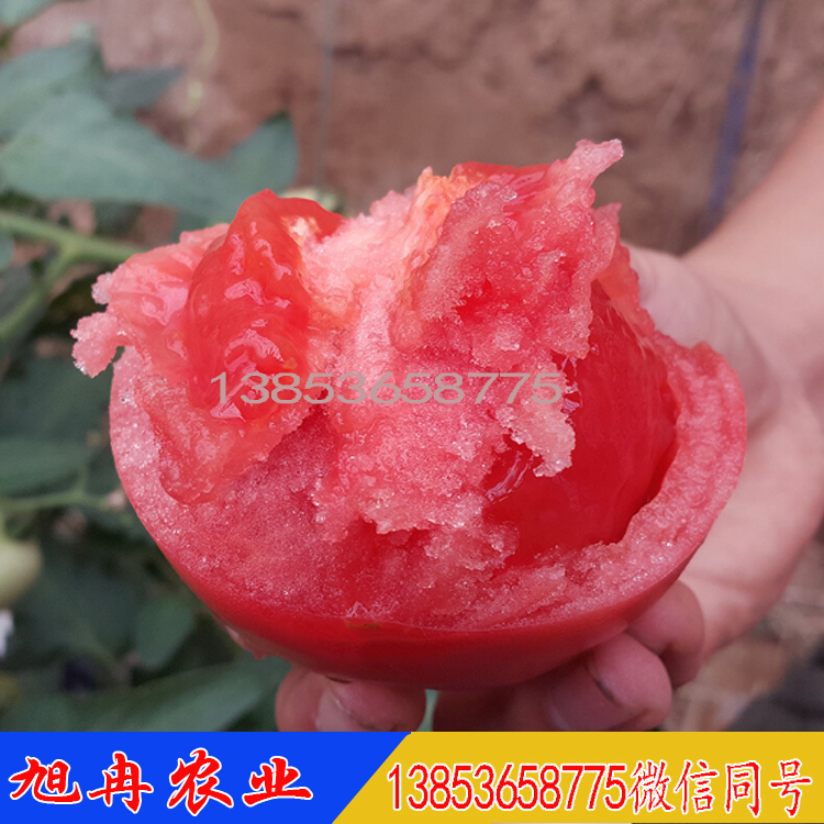 口感抗病西红柿种子 番茄苗 口感西红柿苗 西红柿种子 蔬菜育苗基地