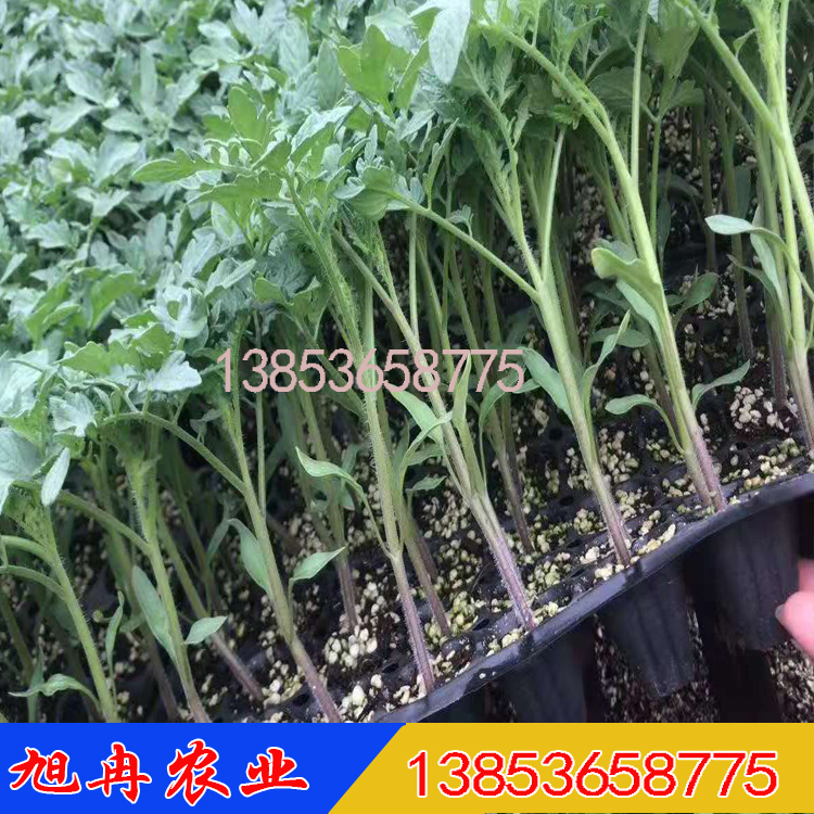 海蒂越夏耐热红果番茄种子 越夏抗病毒粉果番茄种子 西红柿苗 嫁接苗