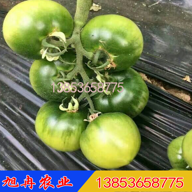 抗病毒草莓西红柿种子 抗TY草莓番茄种子 草莓西红柿苗