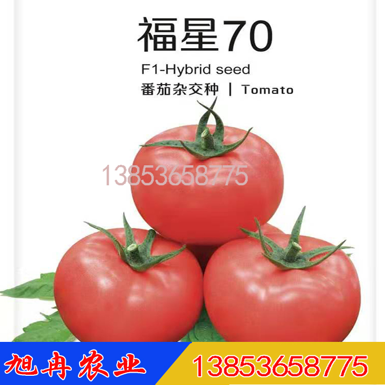 福星70西红柿种子 西红柿苗 耐热抗病毒西红柿种子 西红柿种子厂家批发