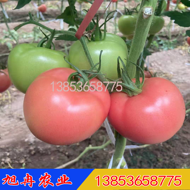 俄罗斯耐寒大果西红柿种子 抗病毒耐热无线生长西红柿种子 索菲 福星70