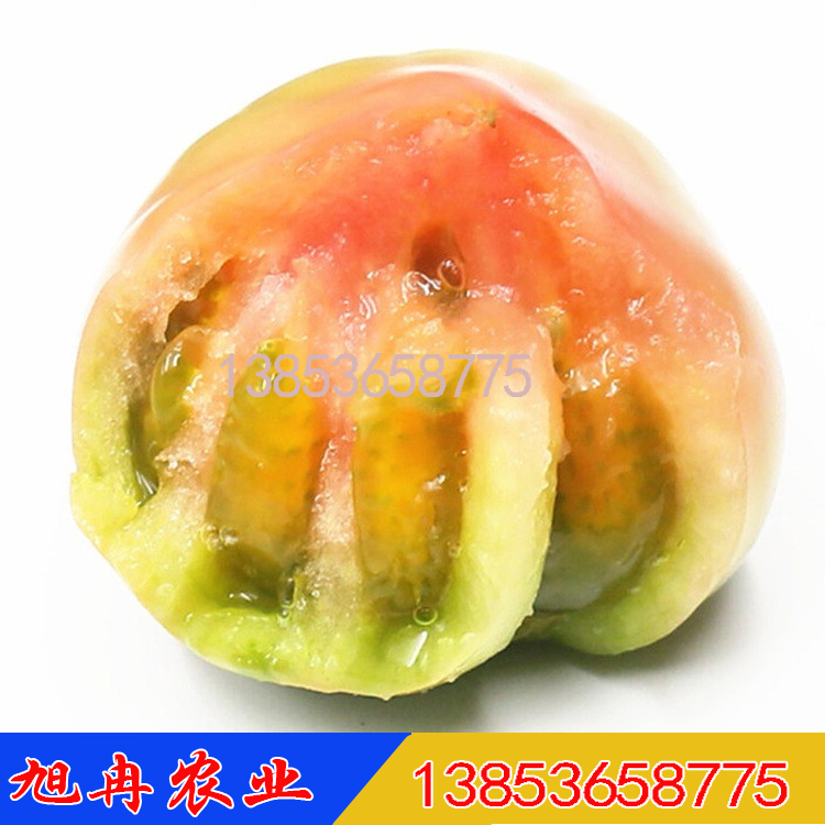 老味道西红柿种苗 草莓番茄种苗 口感西红柿苗 铁皮柿子苗 蔬菜苗