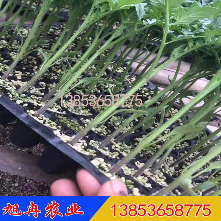 番茄苗 越夏耐热西红柿种苗 抗病毒大果耐裂番茄种苗 抗灰叶斑灰霉病番茄苗