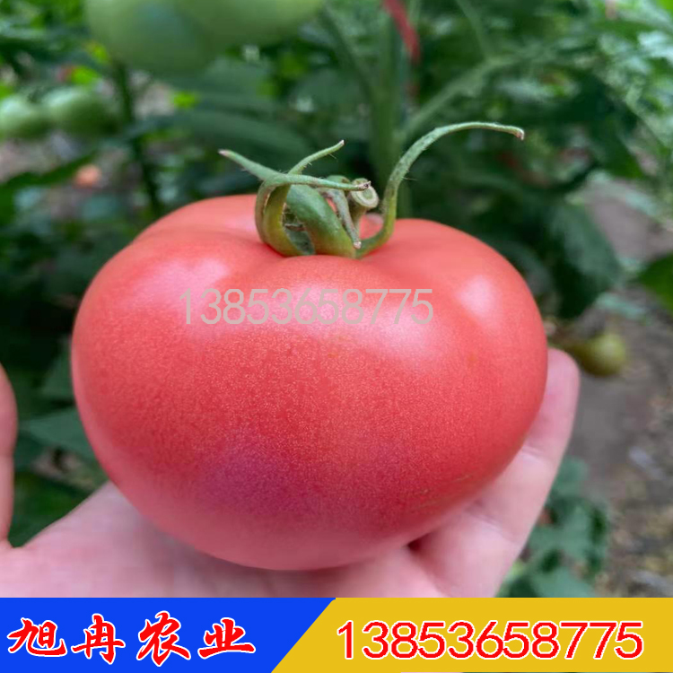 福星70西红柿种子 西红柿苗 耐热抗病毒西红柿种子 西红柿种子厂家批发