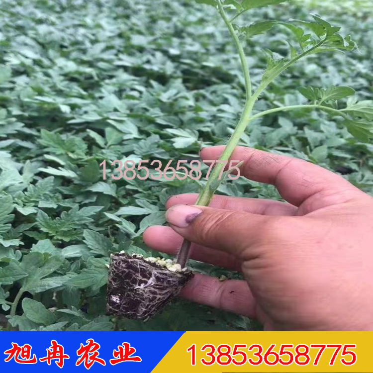草莓番茄种苗批发厂家 抗病毒酸甜可口西红柿种苗 口感西红柿种子 口感番茄苗子