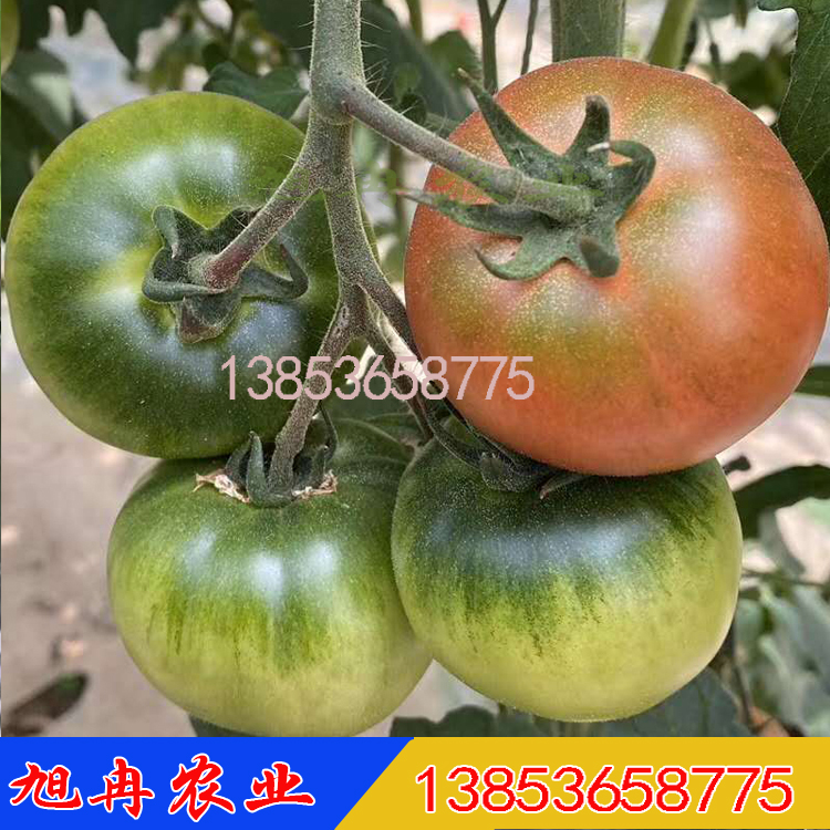 采摘园种植口感西红柿种苗 基地专用番茄苗 抗病毒耐寒早熟草莓番茄苗