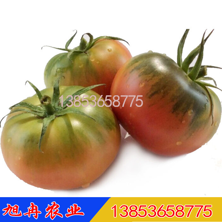 绿肩口感酸甜草莓西红柿苗 抗病毒口感番茄苗 厂家批发口感番茄苗