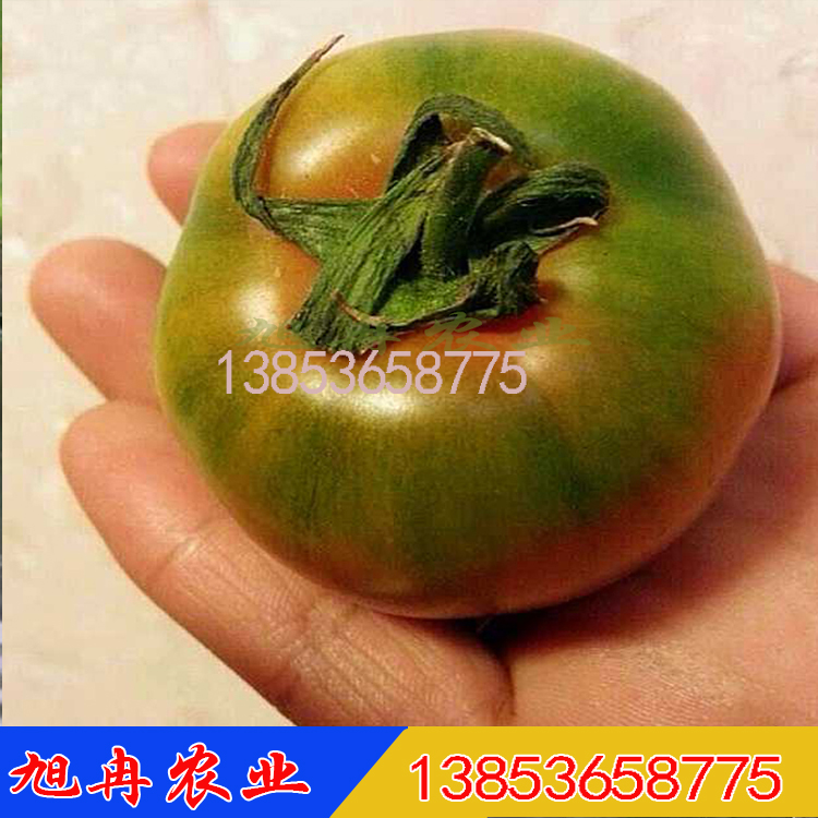 超好吃口感西西红柿种子 超越普罗旺斯口感西红柿品种 草莓西红柿种苗