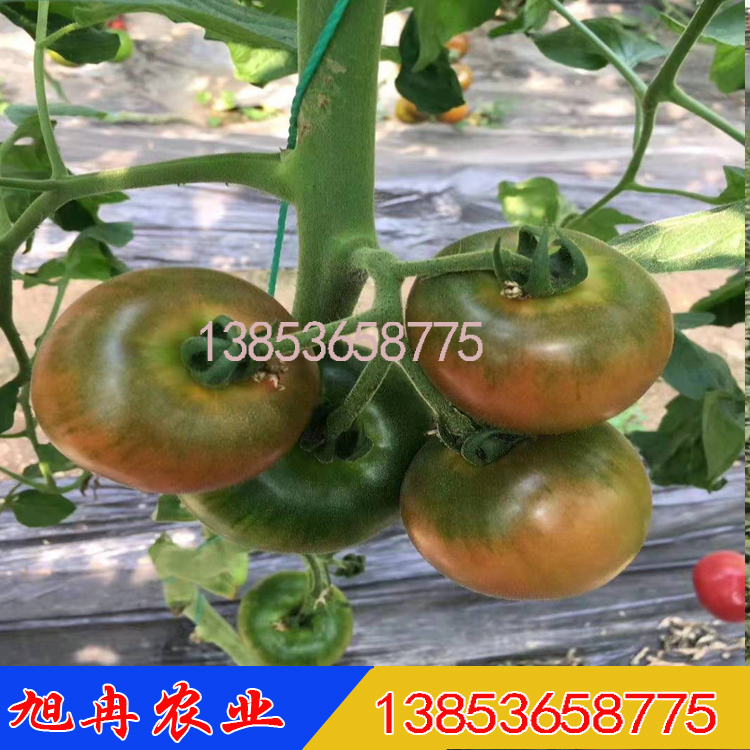 草莓西红柿种子 草莓番茄种子 带绿肩口感好西红柿种子