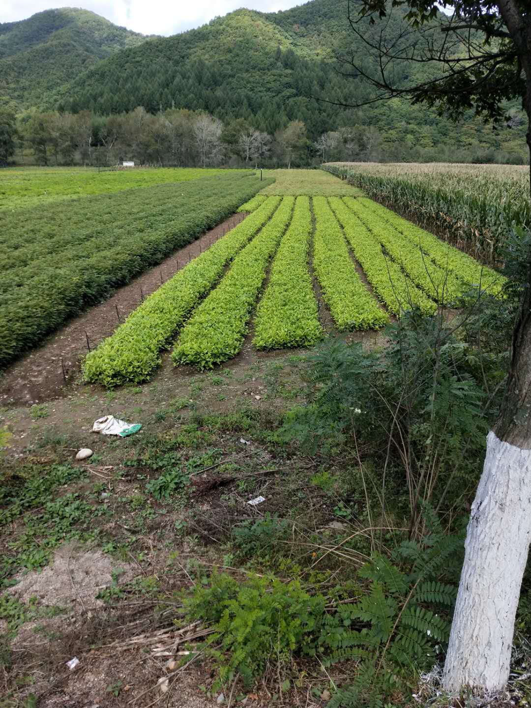 刘家苗圃五味子苗 大量存活率高五味子苗批发 辽宁五味子苗技术支持