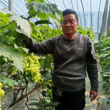 酸甜适中青提葡萄 水果新鲜无籽葡萄 嘎嘣脆葡萄种植基地采摘