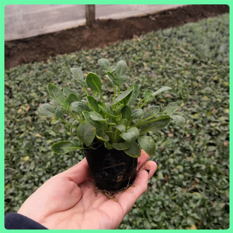  金鸡菊 常年供应抗寒抗冻草花硫华菊幼苗 花坛景观绿化