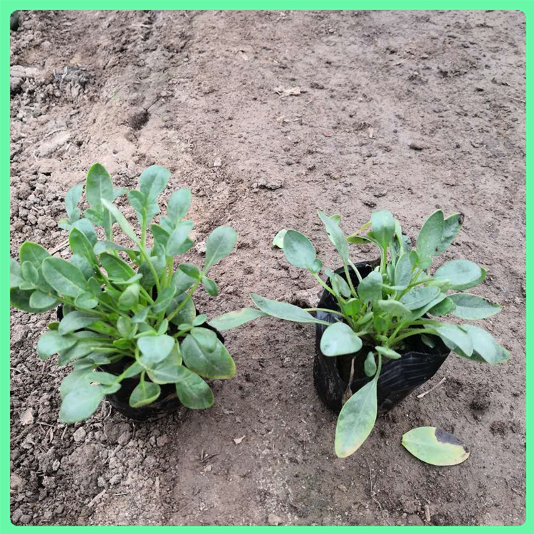  金鸡菊 常年种植道路绿化用苗硫华菊种苗 花坛造型用花