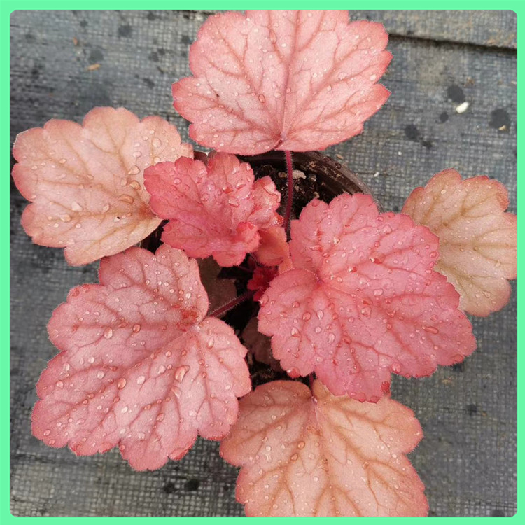 矾根 现货供应组摆花卉矾根幼苗 花坛造型用花