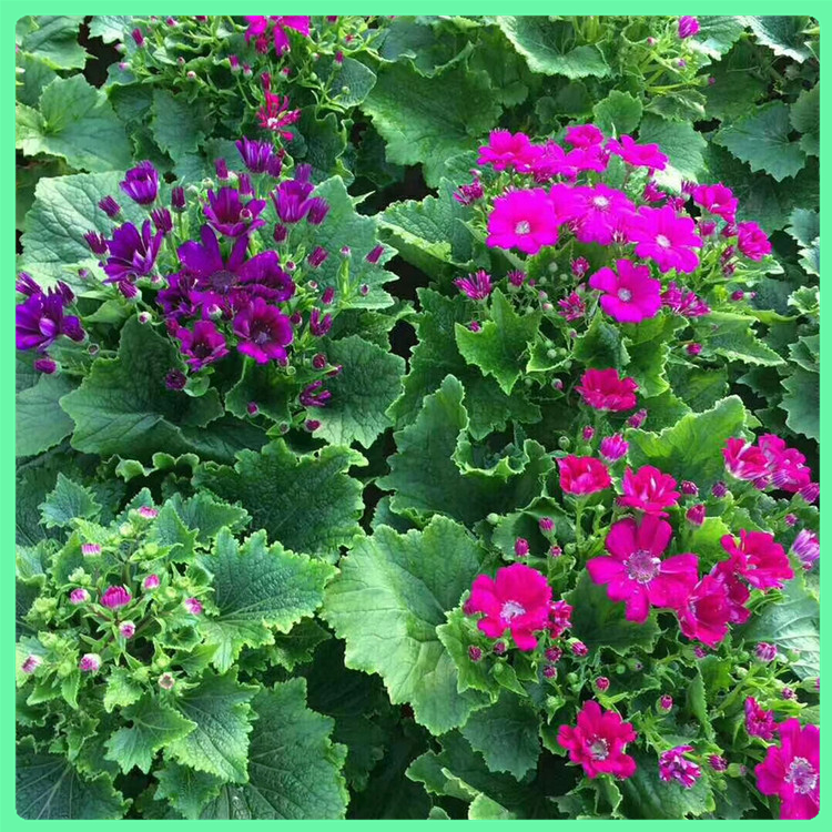 瓜叶菊 基地批发盆栽草花瓜叶菊幼苗 花海工程美化